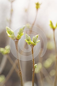 First spring buds on lilac bush