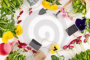 The first spring colorful flowers ready for planting. Gardening Frame. On white background, top view, space for text