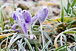 First Spring crocus flowers in frost