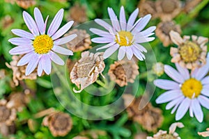 First spring daisies in the garden