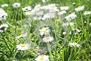 First spring daisies
