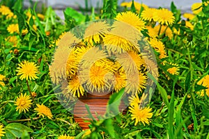 The first spring dandelions flowers in an earthenware vase on a background of green grass