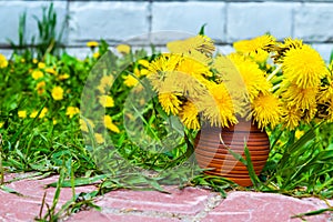 The first spring dandelions flowers in an earthenware vase on a background of green grass