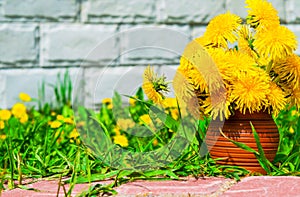 The first spring dandelions flowers in an earthenware vase on a background of green grass