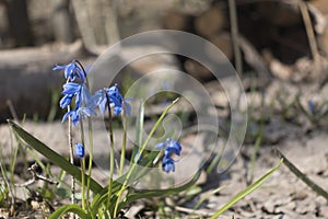 First spring flower, Blue flowers of the Scilla Squill blooming