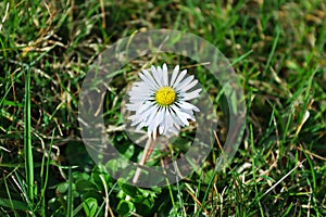 The first spring flower of a daisy in the grass.