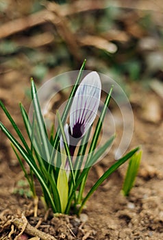 The first spring flower in the forest, among the leaves, close-up. A small purple flower