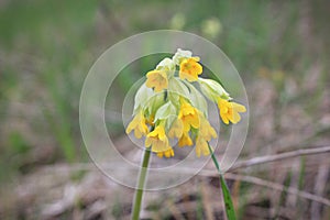 First spring flower in grass. Primrose Close up photo on blurred background. Yellow Primula inflorescence