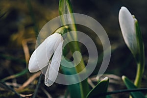 The first spring flower known as snowdrop Galanthus nivalis