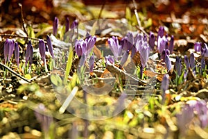 Crocus vernus