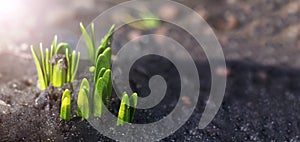 The first spring flower plant sprouts from the earth in the sun. Awakening of nature. Early spring. Banner. Copy cpace