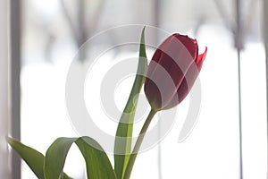 Red tulip on the window