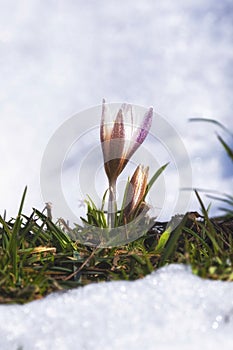 first spring flower, snowdrops, Alatau saffron breaks through the snow