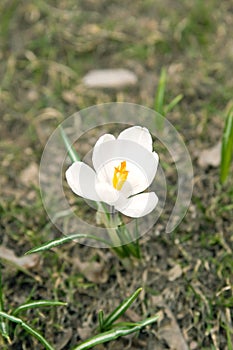 First spring flower (white crocus)