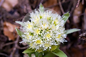 The first spring flower is whitebud. Petasites