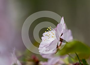 The first spring flowers