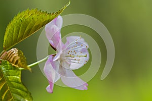 The first spring flowers