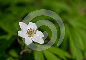 The first spring flowers