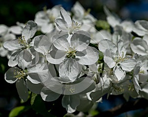 The first spring flowers