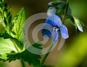 The first spring flowers