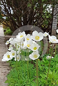 First spring flowers