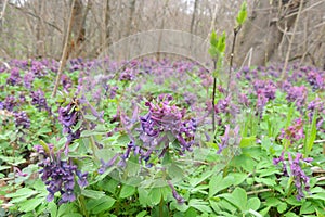 First spring flowers