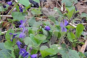 First spring flowers