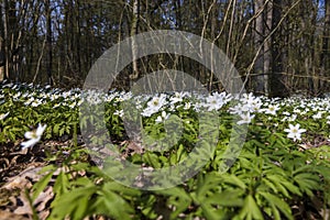 the first spring flowers of anemone are white in a mixed forest