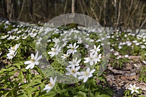 the first spring flowers of anemone are white in a mixed forest