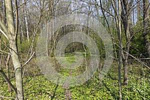 the first spring flowers of anemone are white in a mixed forest