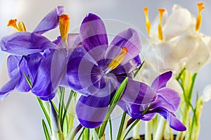 First spring flowers - beautiful blooming Crocus