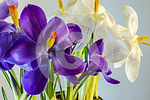 First spring flowers - beautiful blooming Crocus