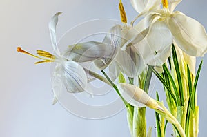 First spring flowers - beautiful blooming Crocus