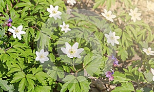 First spring flowers.