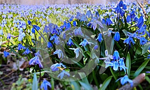 First Spring Flowers beauty Scilla siberica flowers blossom in park .Asparagaceae floral Scilla siberica is a species of floweri