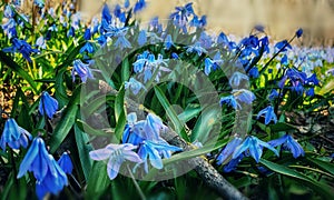 First Spring Flowers beauty Scilla siberica flowers blossom in park .Asparagaceae floral Scilla siberica is a species of floweri