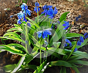 First Spring Flowers Blue Star Scilla Blossom  aprill floral