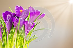 First spring flowers - bouquet of purple crocuses