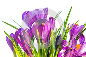 First spring flowers - bouquet of purple crocuses