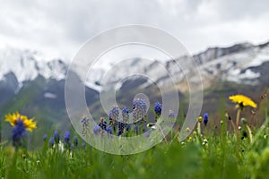 First spring flowers in the cloudy Ariege Pyrenees