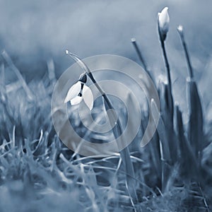 First spring flowers with colorful natural background on a sunny day. Beautiful little white snowdrops Galanthus nivalis