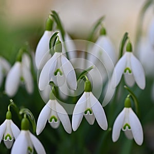 First spring flowers with colorful natural background on a sunny day. Beautiful little white snowdrops in the grass. End of winter