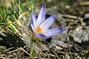The first spring flowers. Crocus.