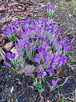 The first spring flowers crocus. White spring fragrant flowers of crocus and green grass. Spring bright floral background. Gentle