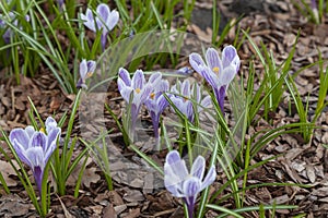 First spring flowers - crocuses grow in the garden