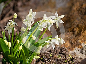 The first spring flowers are crocuses on the plot.