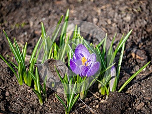 The first spring flowers are crocuses on the plot.