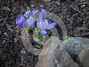 The first spring flowers are crocuses on the plot.