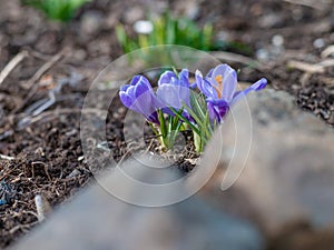 The first spring flowers are crocuses on the plot.