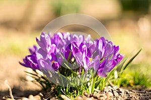 The first spring flowers. Crocuses are purple. A bouquet of crocuses.